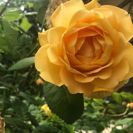 Healing Waters Sanctuary For Exclusive Private Hire And Self Catering Board, Vegetarian, Alcohol & Wifi Free Retreat In Гластонбери Экстерьер фото